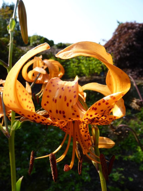 Lilium pseudotigrinum fleur